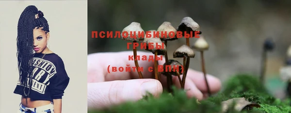 прущие грибы Аркадак